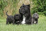 CANE CORSO 1279